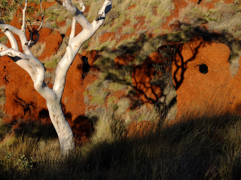 Tree shadow, tree shadow