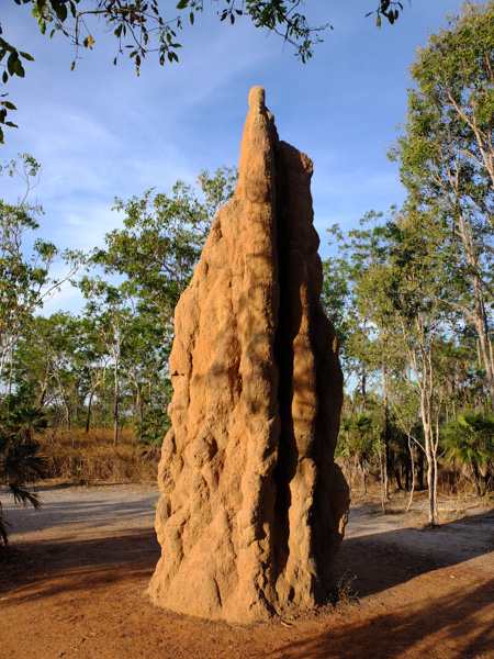 Termite mounds in Litchfield National Park