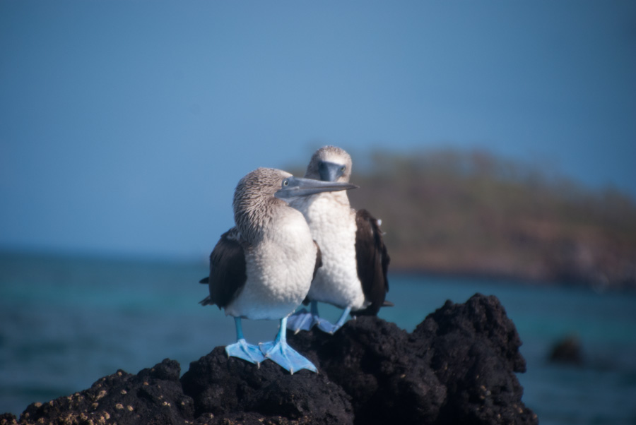 Blue footed boobies!